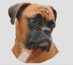 Boxer - Goldie (image for) Boxer - Goldie